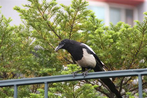 Magpie Nyt Fjer Gratis foto på Pixabay Pixabay