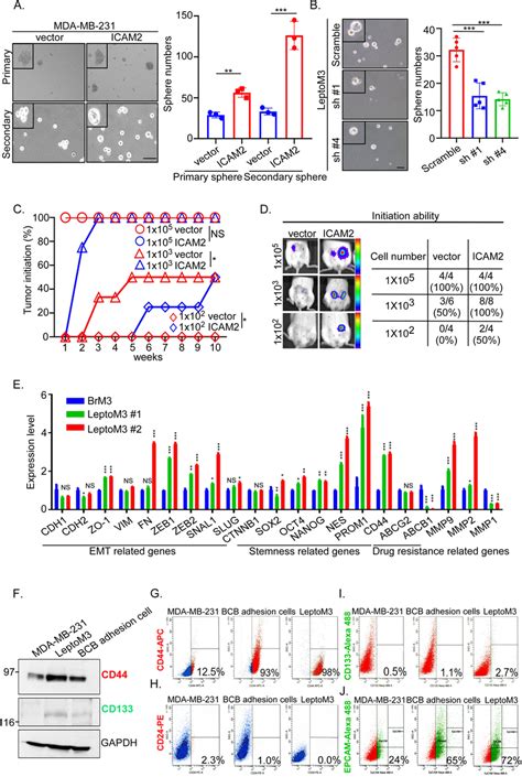 High Icam Enhances Stemness Properties Of Tnbc Cells In Vitro And In