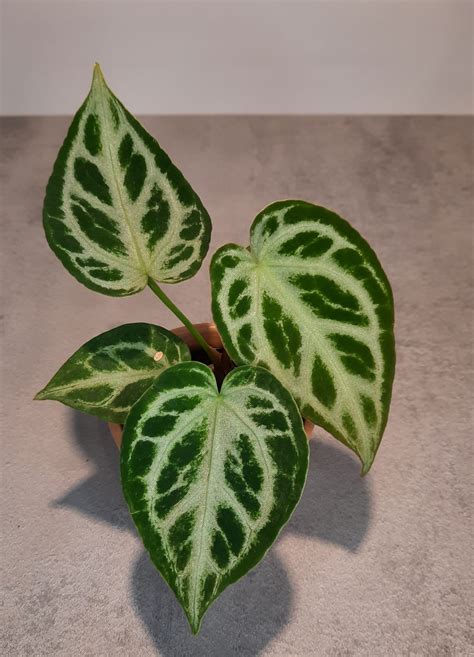 Anthurium silver blush Pflege und Eigenschaften | Diy-Plant