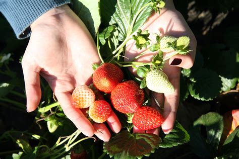 Strawberry Farm 1 Free Photo Download | FreeImages