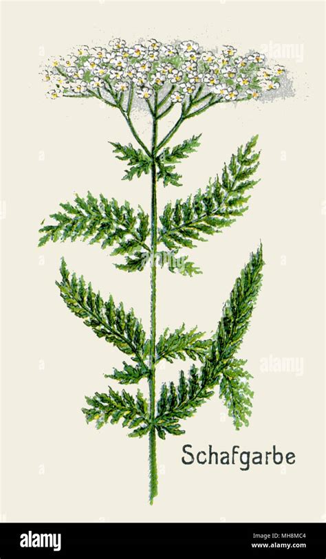 Achillea Millefolium Ilustración Botánica Fotografías E Imágenes De Alta Resolución Alamy