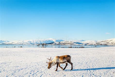 Reindeer in Northern Norway Stock Image - Image of norway, wilderness ...