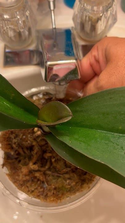 How I Water My Orchid Orchids Phalaenopsis Youtube