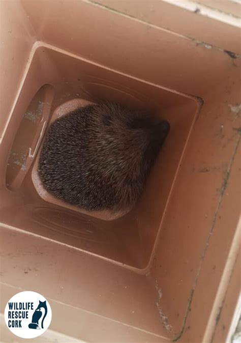 Hedgehogs Wildlife Rescue Cork