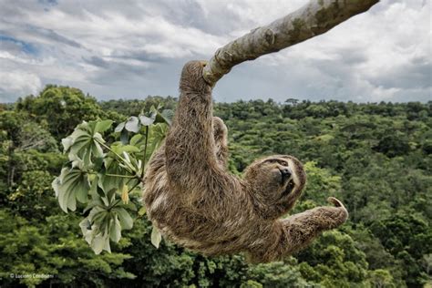 Gorilla hugging man who saved her life wins Photographer of the Year ...