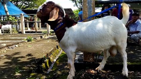 Cek Harga Kambing Boer Madu Kelud Farm Di Pasar Hewan Srengat Blitar