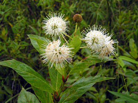 Cephalanthus - Wikipedia