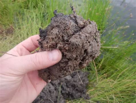 What are Hydric Soils? - Wetland Tools