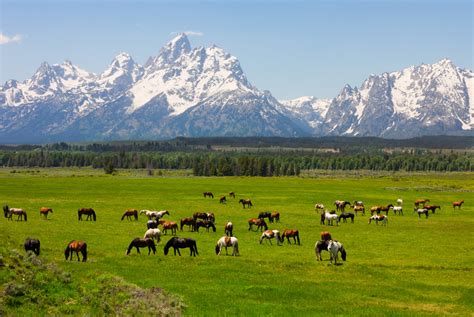 How To Get Excellent Moose Wyoming Real Estate - Alabama Wild Man