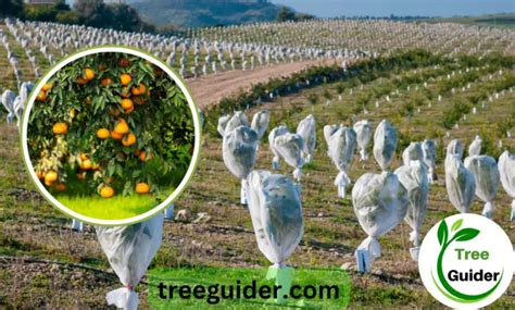 How To Protect Citrus Trees From Wind