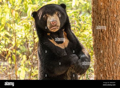 Moon Bear Cub, Wildlife Alliance Release Station, Chi Phat, Cambodia ...