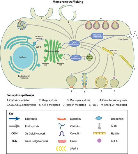 What Is Membrane Trafficking Mechanobiology Institute National