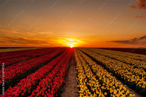 The magical view of the tulip field and the tulip field Stock Photo | Adobe Stock