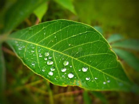 Rain Water Splash On Cassava Leaf Stock Photo Image Of Rain Nature