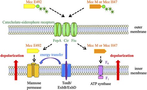 Frontiers Siderophore Microcins In Escherichia Coli Determinants Of Digestive Colonization