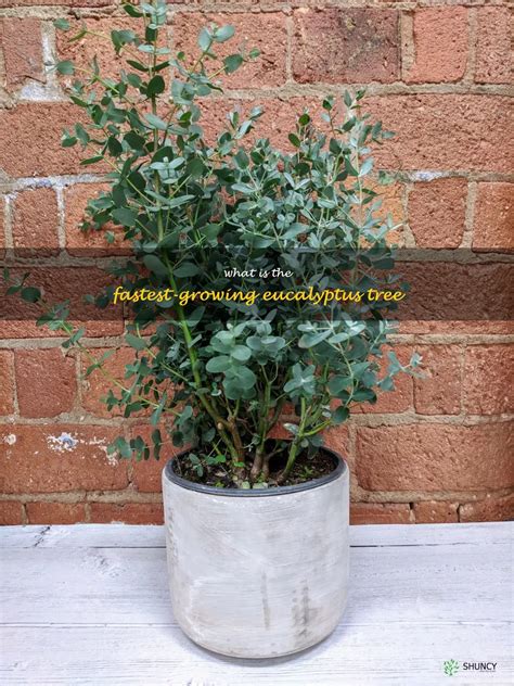 Discover The Speediest Growing Eucalyptus Tree A Guide To The Fastest