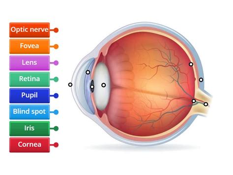 Parts of the Eye - Labelled diagram