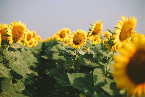 Sunflower field, harvest stock photo. Image of farming - 103863346