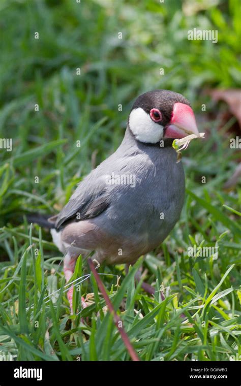 Java Sparrow Padda Oryzivora Introduced Species Hi Res Stock