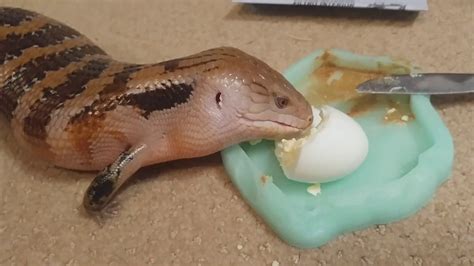 Blue Tongue Skink Eating His Hard Boiled Egg Youtube