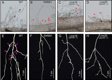 Symbiotic Phenotypes Of Symrk Mutants Ad Root Hair Responses Of