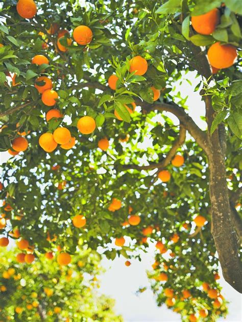 Uf Team Finds Possible Treatment For Citrus Greening