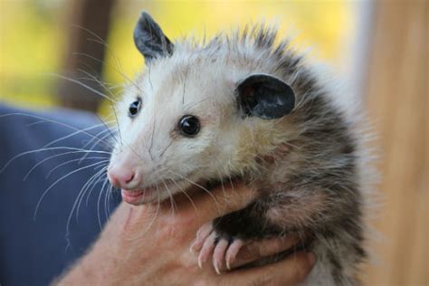 Virginia Opossum Facts, Pictures, Video & Information. The Only ...