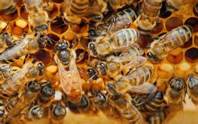 World's biggest bee found alive | RNZ News