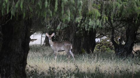 Bale Mountains National Park - Bale Mountains Trekking