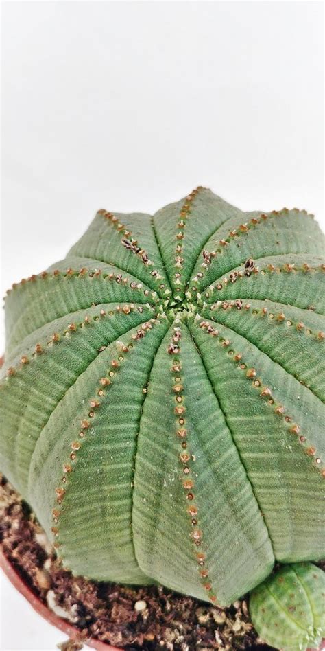 Euphorbia Obesa Succulents Euphorbia Kaktusy Sukulenty I Inne