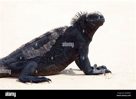 Marine Iguana Amblyrhynchus Cristatus Portrait On The Beach At Puerto