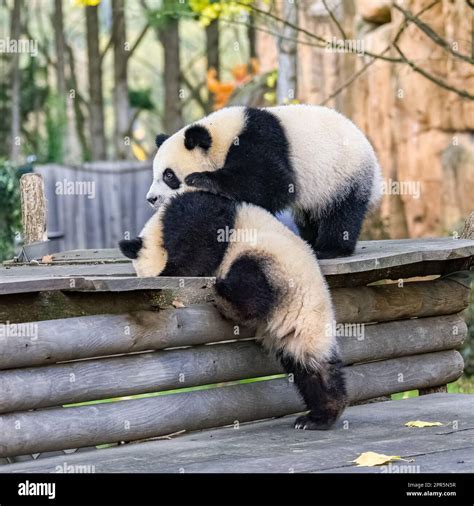 Giant Pandas Bear Pandas Two Babies Playing Together Outdoors Stock