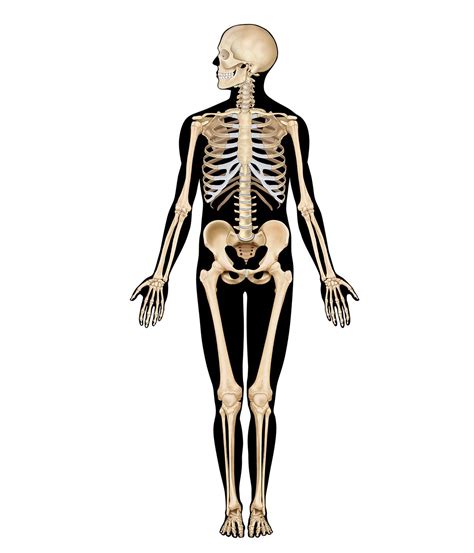 Human body - Anatomy, Physiology, Development | Britannica