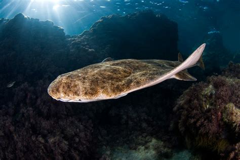 Common Angel Shark Save Our Seas Foundation