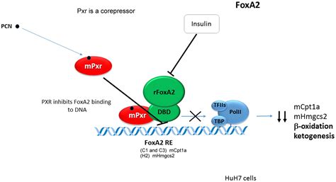 Frontiers Pregnane X Receptor Pxr Mediated Gene Repression And