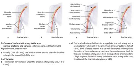 Quiz Anatomy Clinical Correlations Flashcards Quizlet