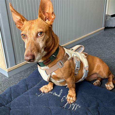 Podenco Maneto Beatrice Hat Endlich Ein Zuhause Salva Hundehilfe E V