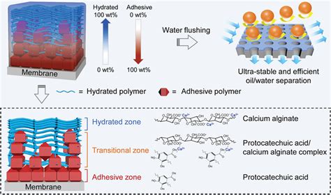 《afm》苏州大学靳健：梯度粘合剂水凝胶超亲水膜用于超稳定的油水分离！腾讯新闻