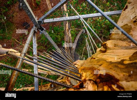 Climbing The Ladder Of Gloucester Tree Climbing Bruma Rd Pemberton