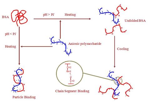 Polysaccharide Protein Interactions And Their Relevance In Food Colloids Intechopen