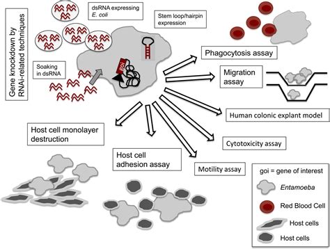 Entamoeba Histolytica A Snapshot Of Current Research And Methods For Genetic Analysis Pmc