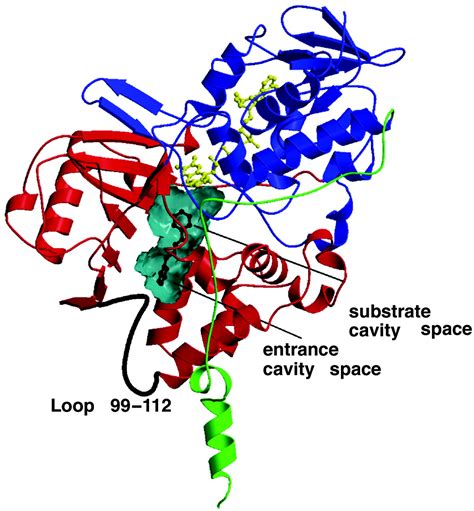 Insights Into The Mode Of Inhibition Of Human Mitochondrial Monoamine