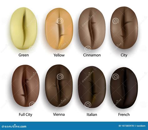 Coffee Beans Realistic Set Showing Various Stages Of Roasting Vector