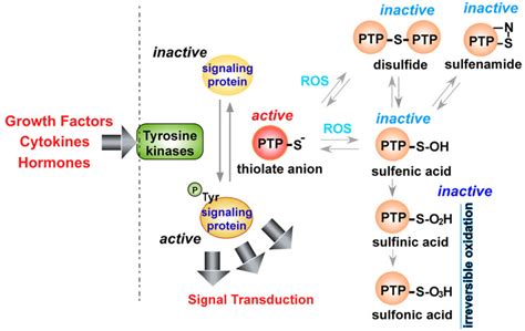 Figure 3 From Reactive Oxygen Species ROS Homeostasis And Redox