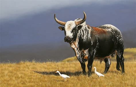 Nguni Bull