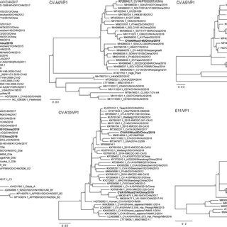 The Ml Phylogenetic Tree Based On The Partial Vp Gene Of Detected Ev