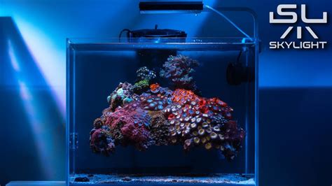 Floating Reef With Wonderful Zoa Garden Lit With Skylight Hyperbar