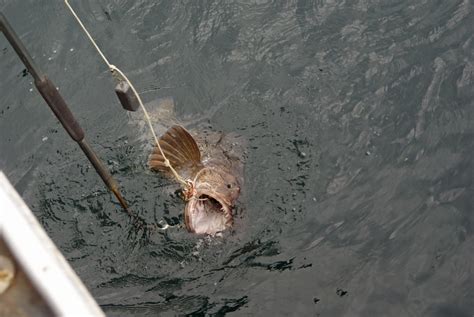 Alaska Lingcod Fishing Charters Rock Fish Ling Cod Combo Trips