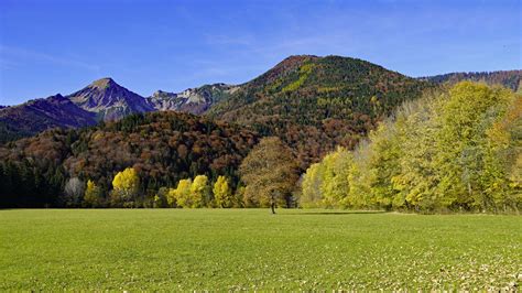 Landscape View Of Colorful Autumn Trees Forest Mountain Slope Grass