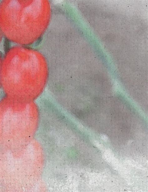 Catálogo De Tomates 2023 By Meridiem Seeds Issuu